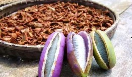 文山八月瓜免费吃,免费品尝大自然的馈赠